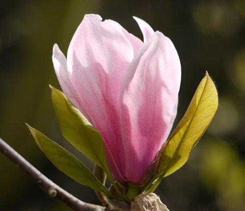 flora  flower  magnolia