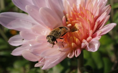 flora  fauna  flowers