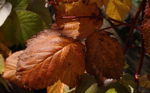 flora  nature  leaves