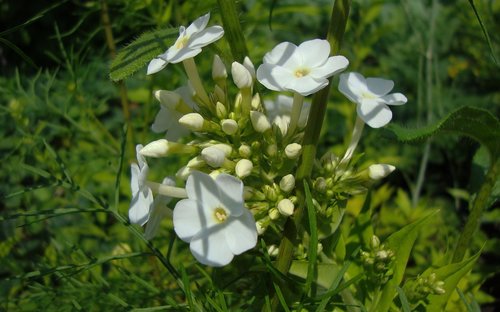 flora  nature  flowers