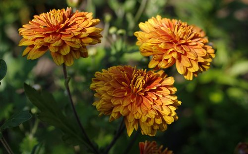 flora  nature  flowers