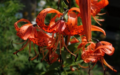 flora  nature  flowers