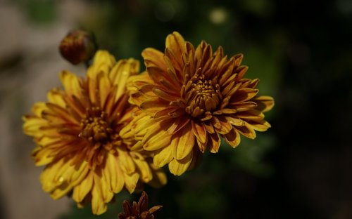 flora  nature  flowers