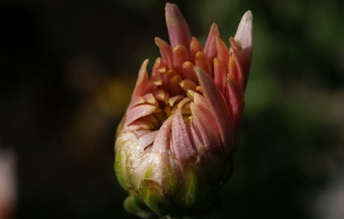 flora  nature  flowers