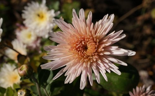 flora  nature  flowers