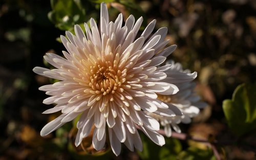 flora  nature  flowers