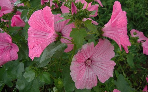 flora  fauna  flowers