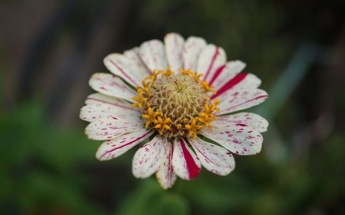 flora  fauna  flowers