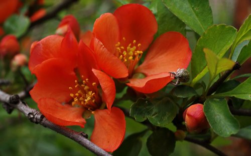 flora  fauna  flowers