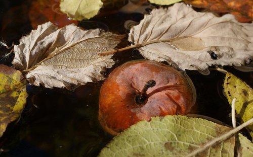 flora  fauna  macro