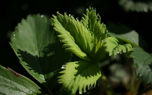 flora  fauna  macro