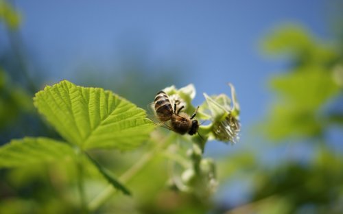 flora  fauna  macro