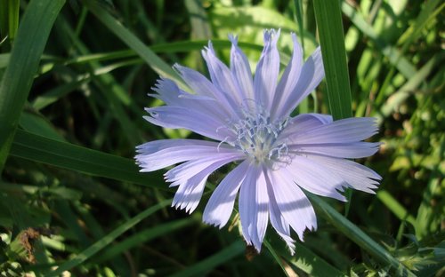 flora  fauna  macro