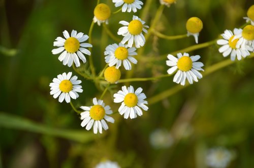 flora  flower  nature