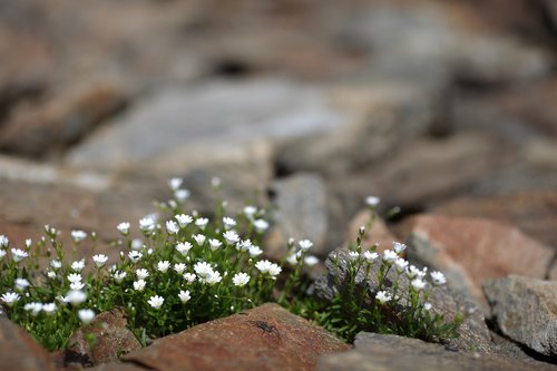 flora  flower  rock