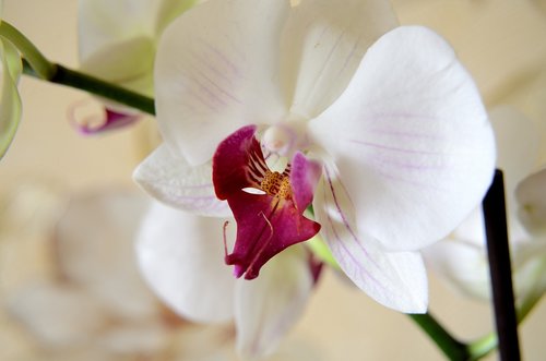 flora  orchid  white