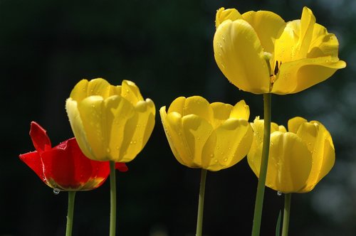 flora  flowers  tulips