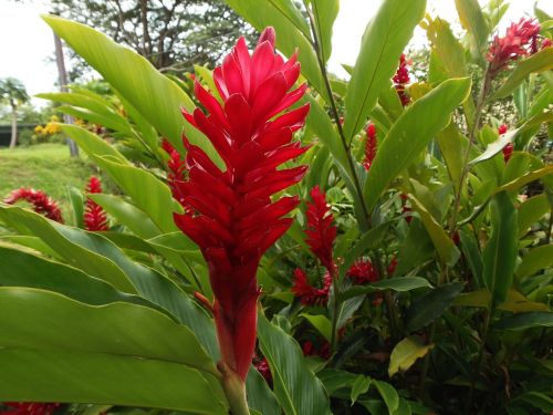 flora stem red