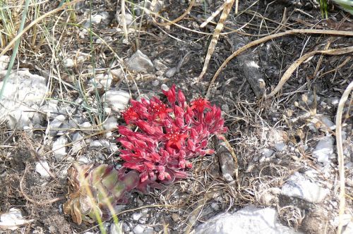 flora taurus nature