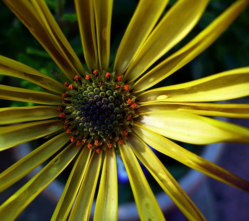 flora yellow macro