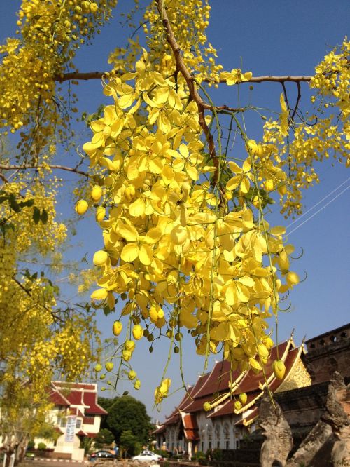 flora yellow flower natural