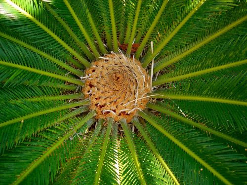 flora tropical plant