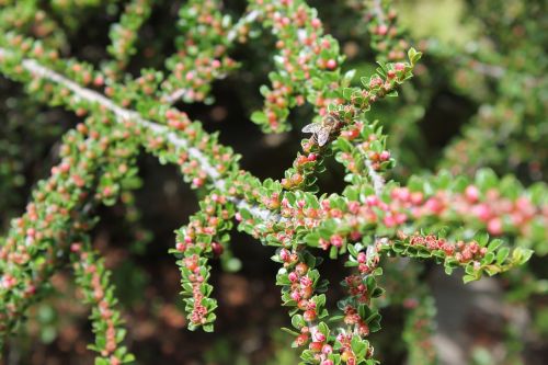 flora plant landscape