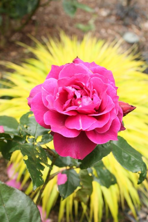 rose petals botany