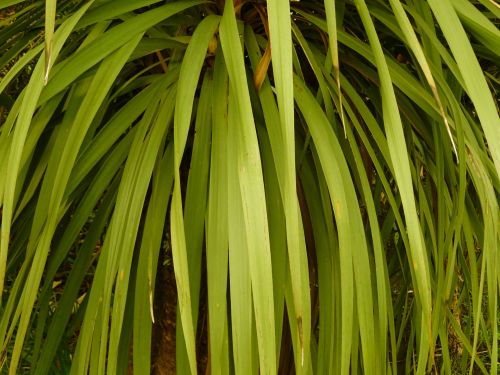 Flora Leaves Background