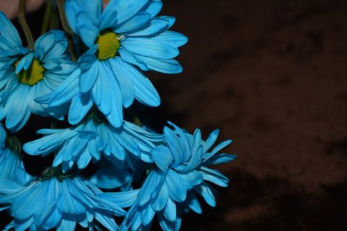 Flora Macro Daisy Blooms Blue A1