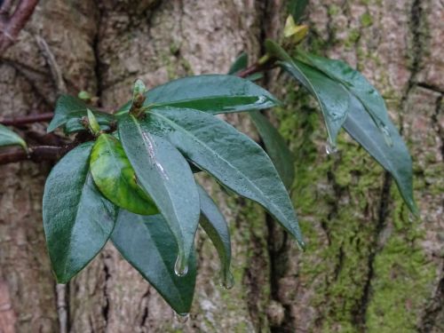 Flora On Tree Trunk With Raindrops