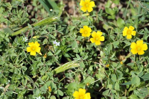 floral plants natural