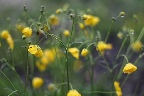 floral nature rain