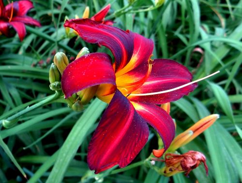 floral lily red flower