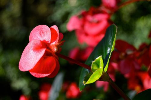 floral flowers leaves