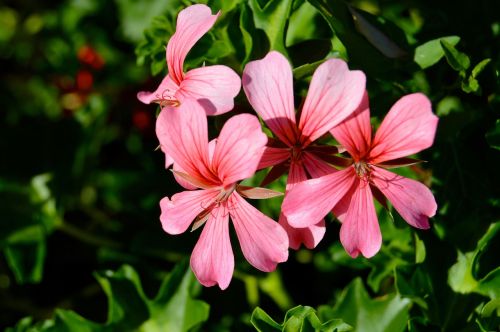 floral flowers leaves