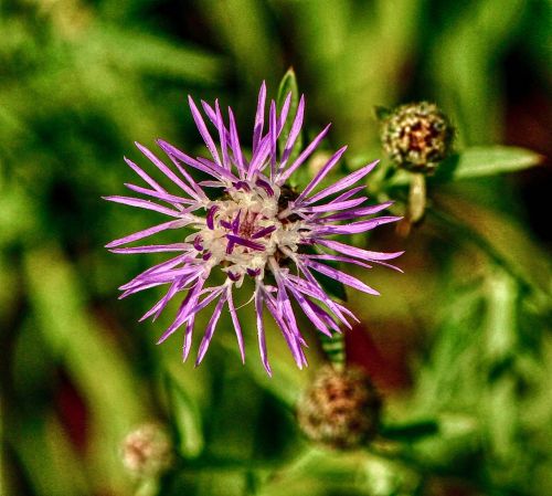 floral plant natural