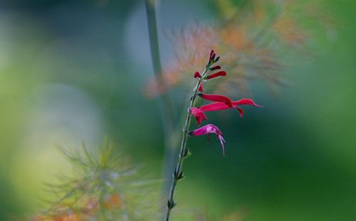 floral plant natural