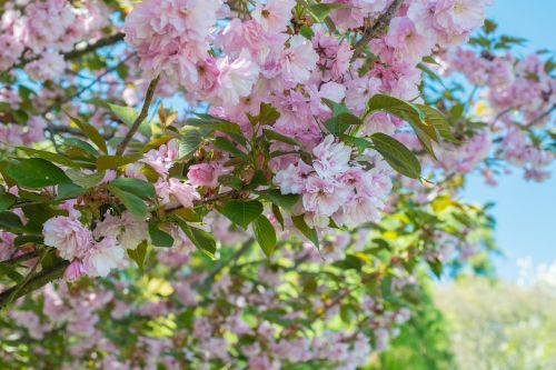 floral spring tree