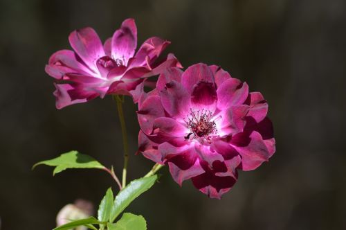 floral flower pink