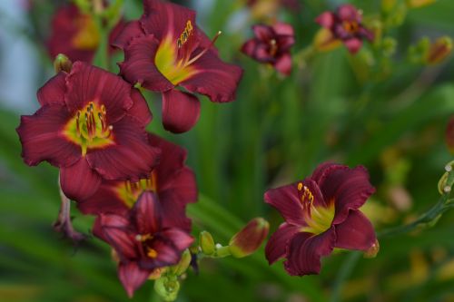 lilly flower dark red