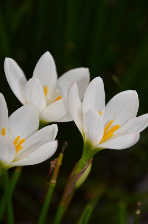 floral plants natural