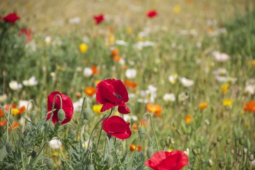 floral plants natural