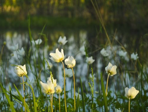 floral plants natural