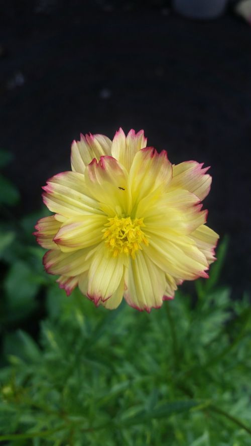 floral flowers yellow flower