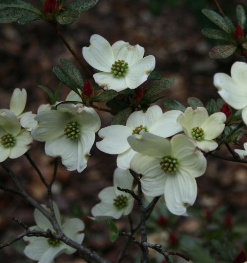 floral plants natural