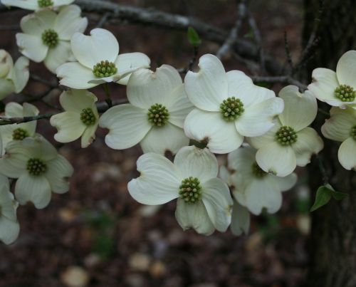 floral plants natural