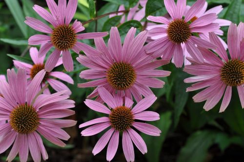 floral flowers pink