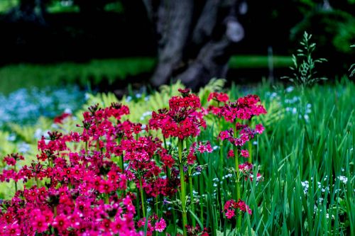 floral nature spring