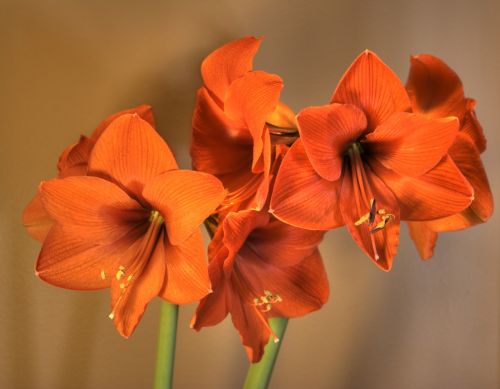 floral amaryllis orange